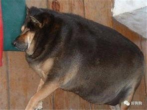 胖犬来爆料最新一期,最新一期节目幕后花絮大曝光! 第1张 胖犬来爆料最新一期,最新一期节目幕后花絮大曝光! 第1张